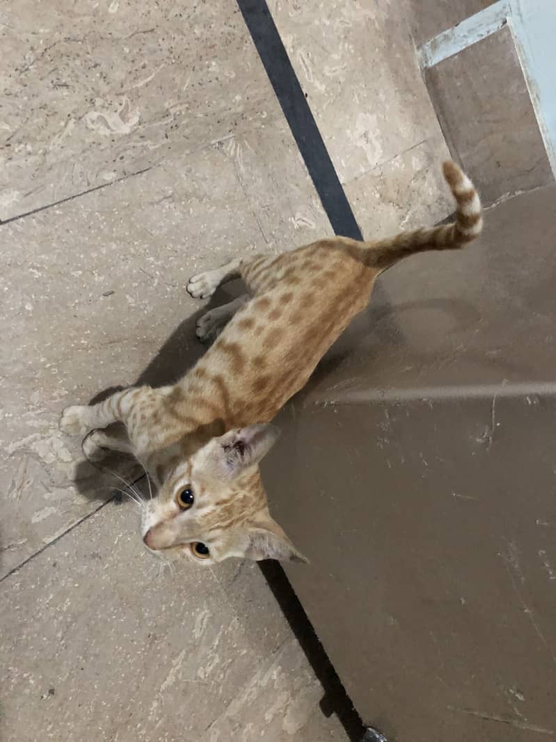 Good cat 1