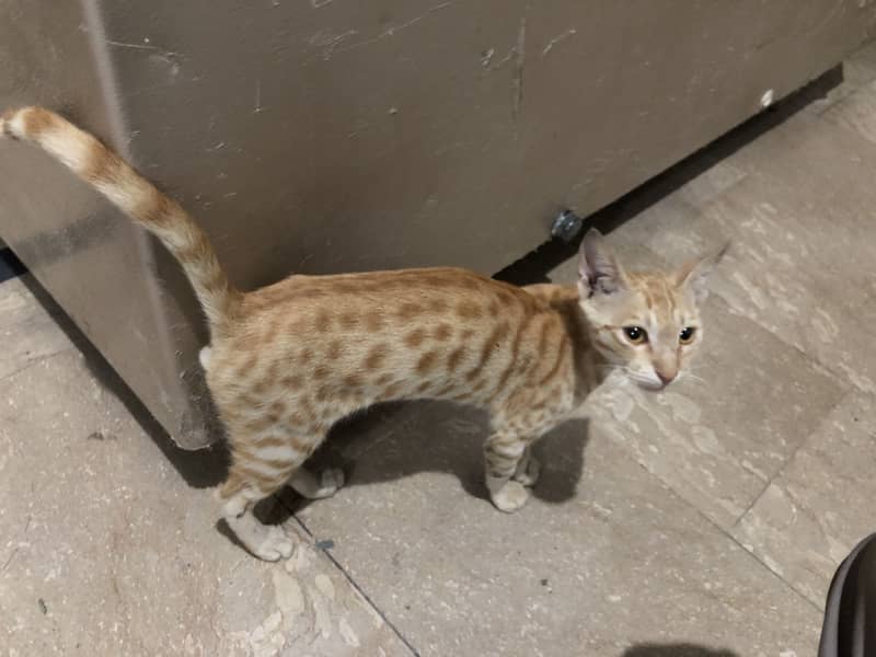 Good cat 2