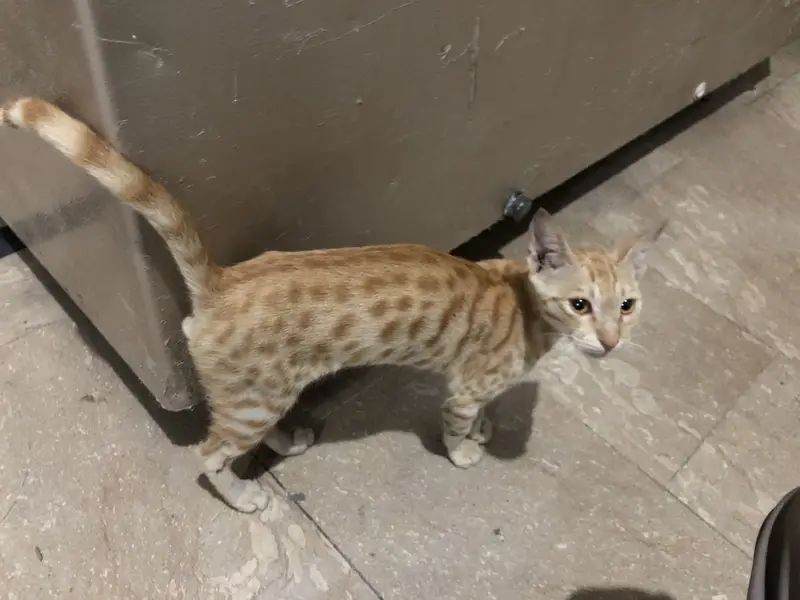 Good cat — photo 3