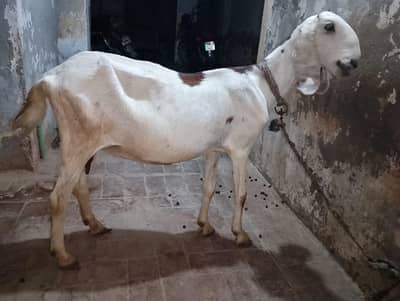 Gaban Pure Lail Puri 1. Month, Makhi Cheeni Bakra  (03116287071)