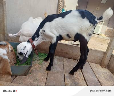 Lailpur Bakra  (03116287071)