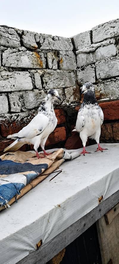 35 wala pair for sale