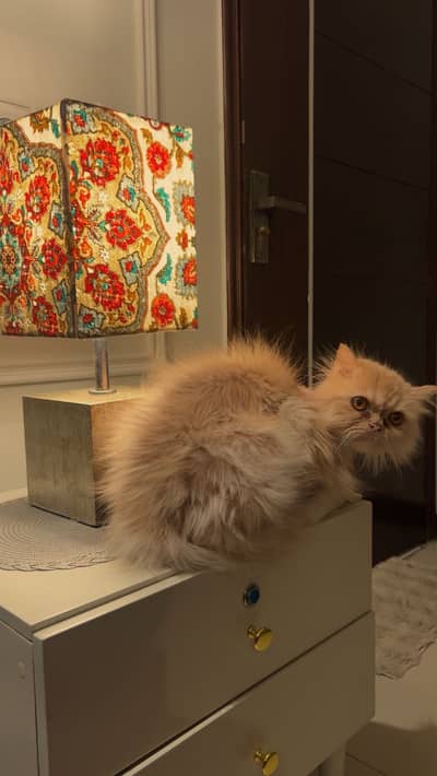 Persian cat