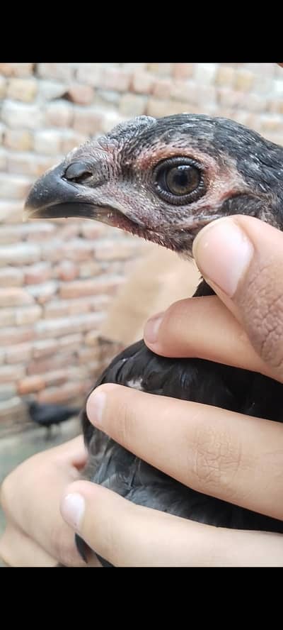 high quality dragon chicks for sale healthy and active