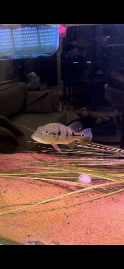 Peacock Bass and Phantom RTC for sale