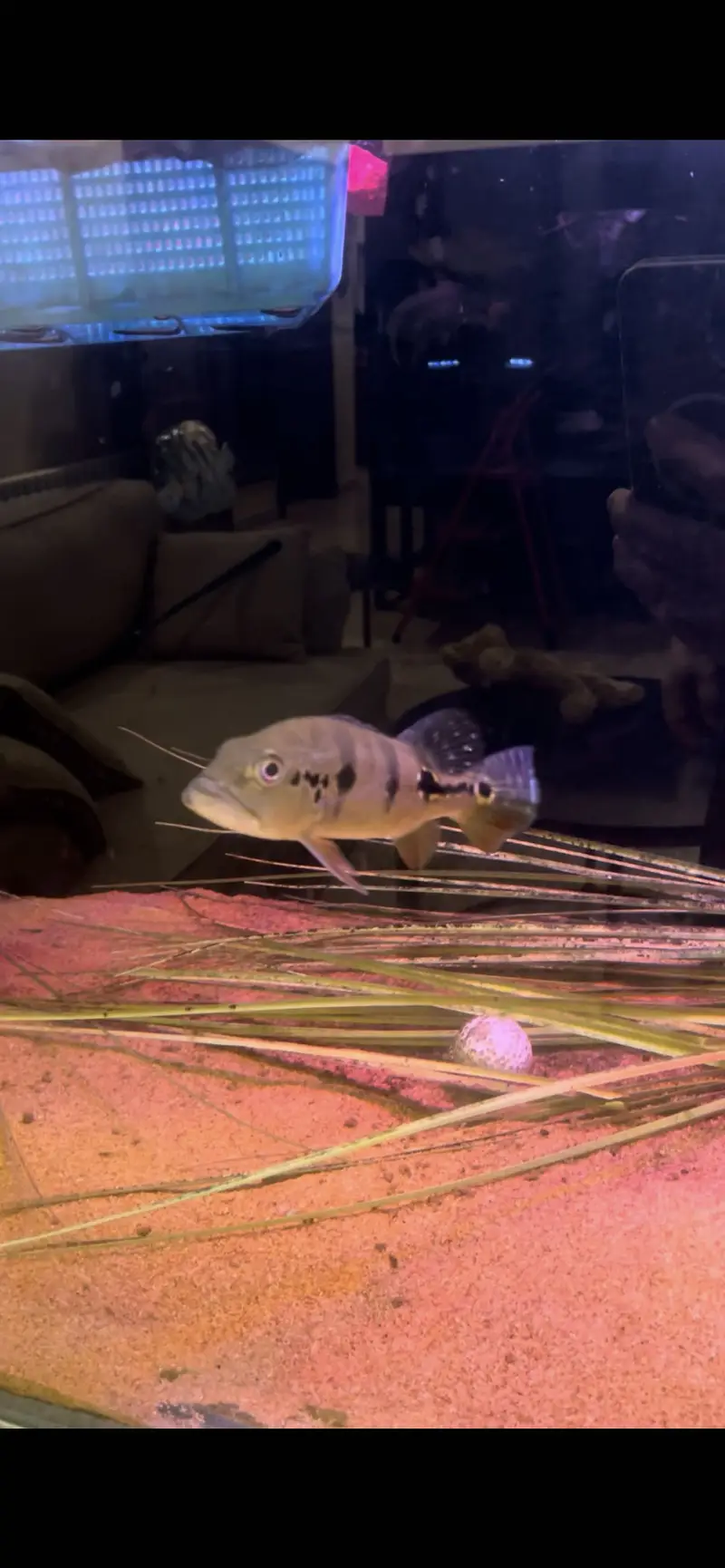 Peacock Bass and Phantom RTC for sale