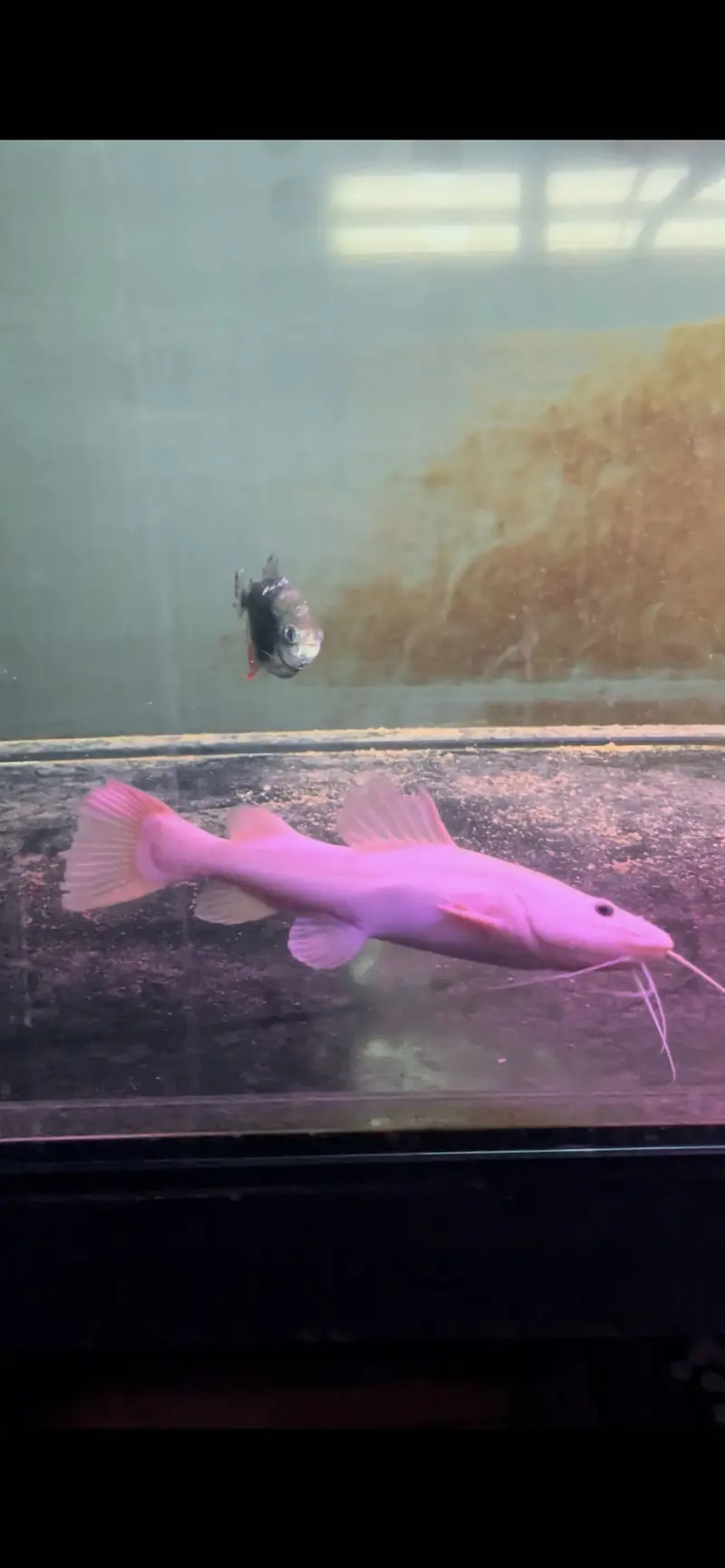 Peacock Bass and Phantom RTC for sale — photo 2