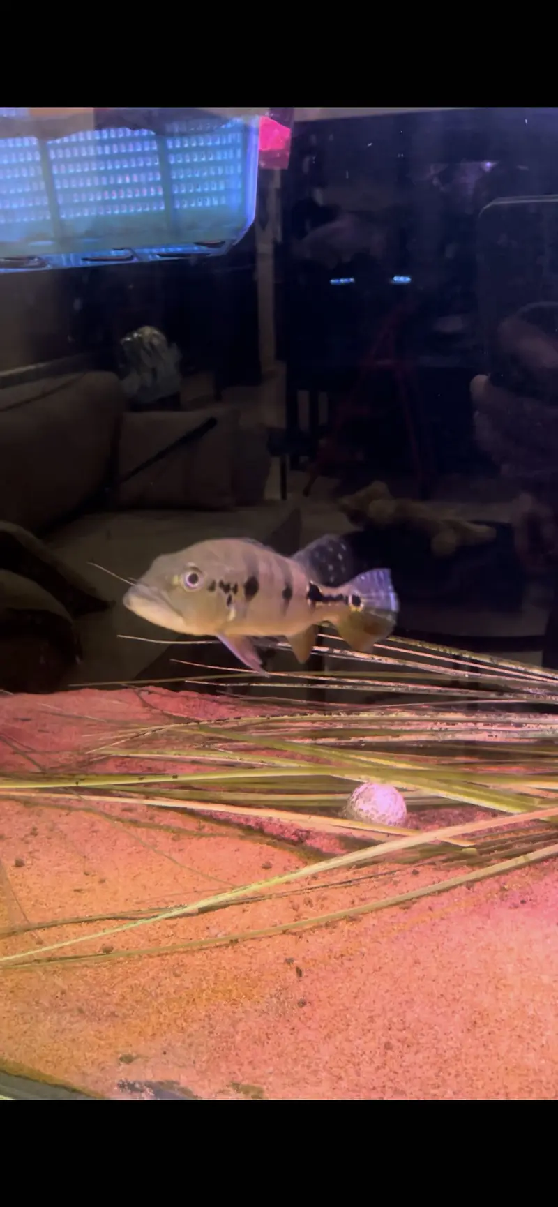 Peacock Bass and Phantom RTC for sale — photo 3