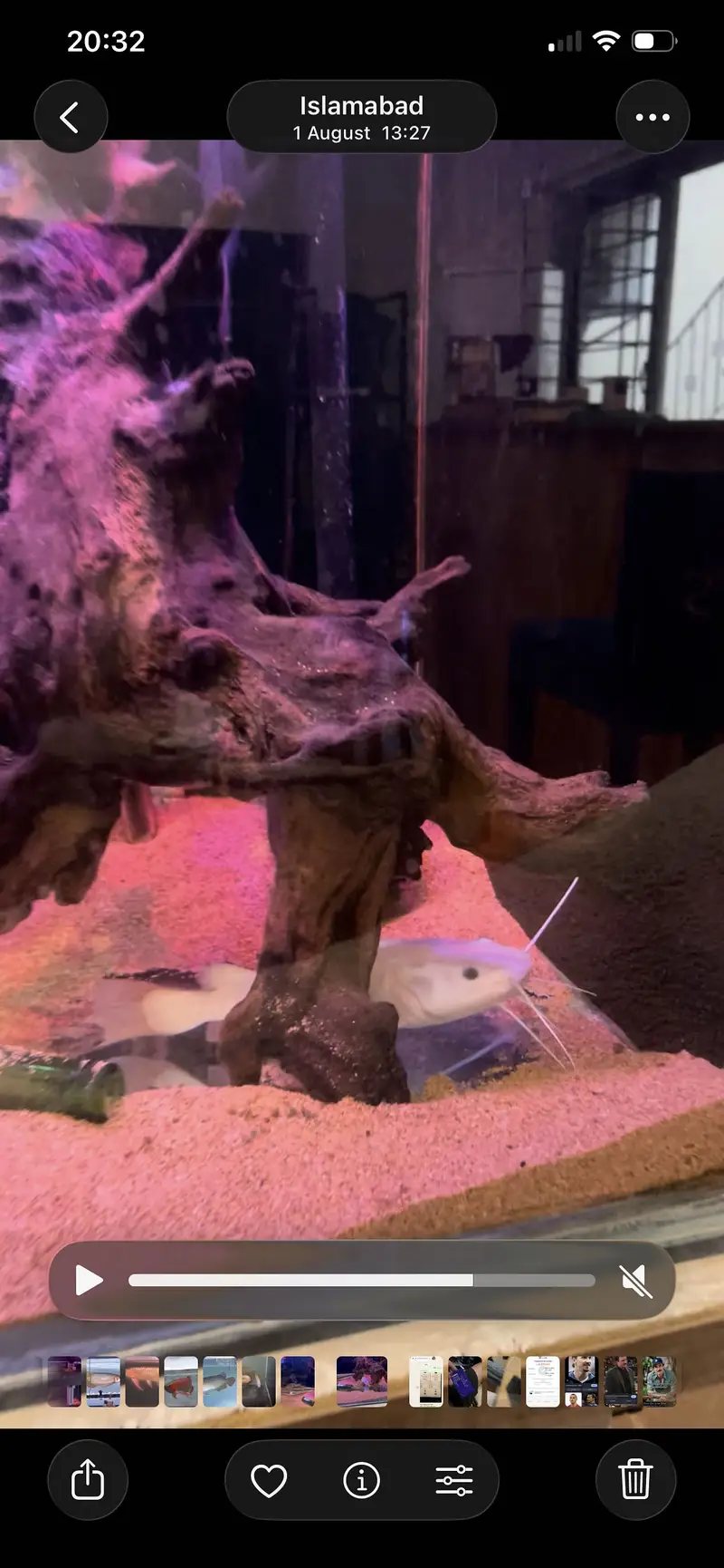 Peacock Bass and Phantom RTC for sale — photo 4