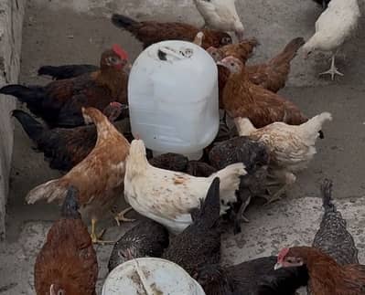 Misri chicks available for sale