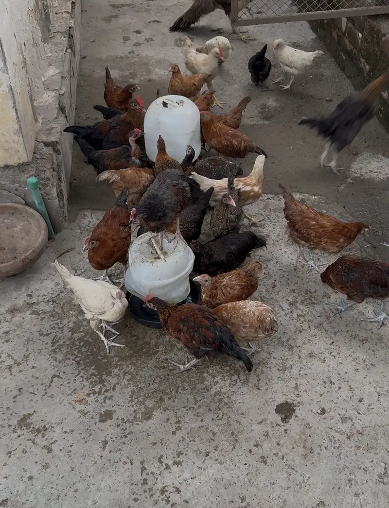 Misri chicks available for sale — photo 2