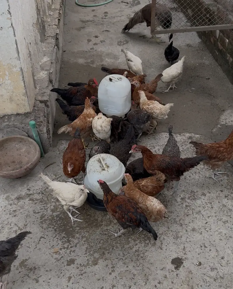 Misri chicks available for sale — photo 3