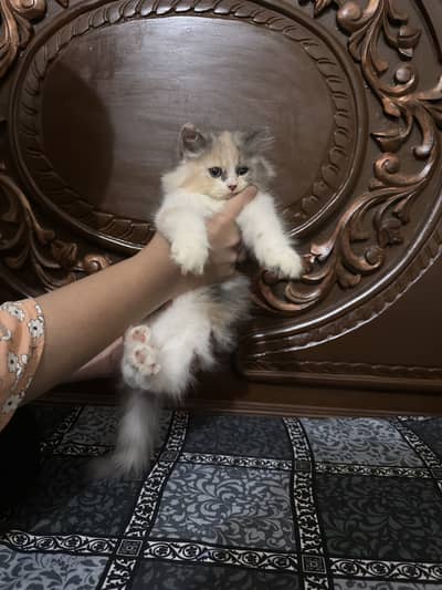 Persian Calico triple coat Cat Pair For sale