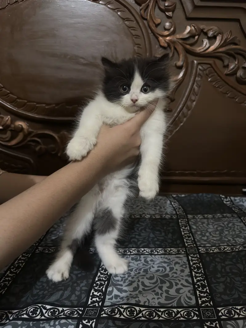 Persian Calico triple coat Cat Pair For sale — photo 2