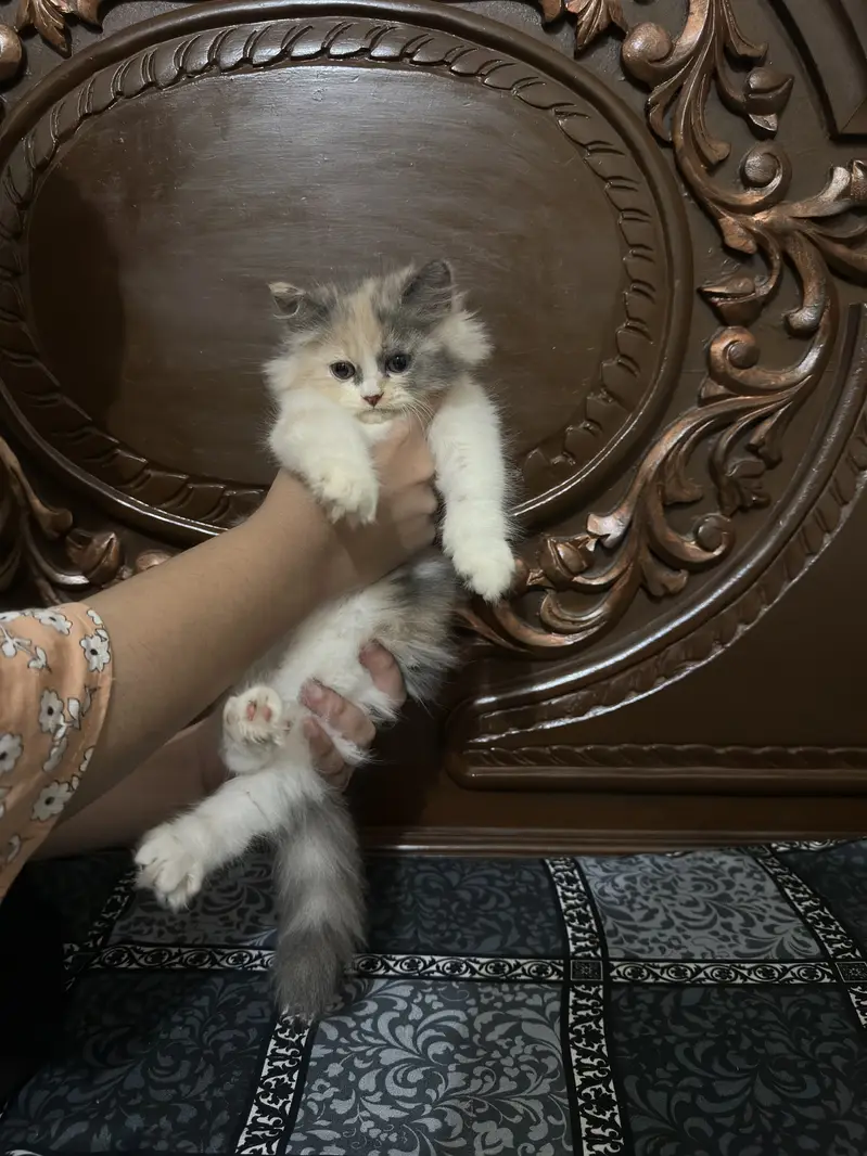 Persian Calico triple coat Cat Pair For sale — photo 5