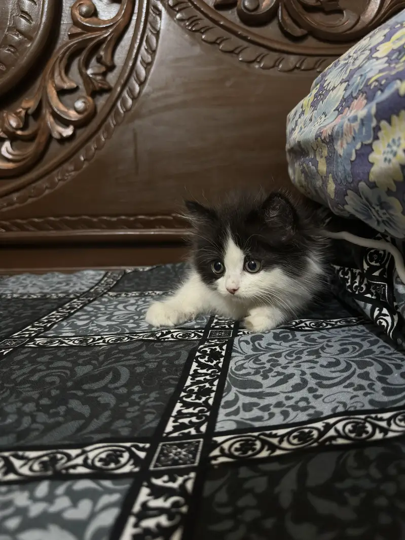 Persian Calico triple coat Cat Pair For sale — photo 6