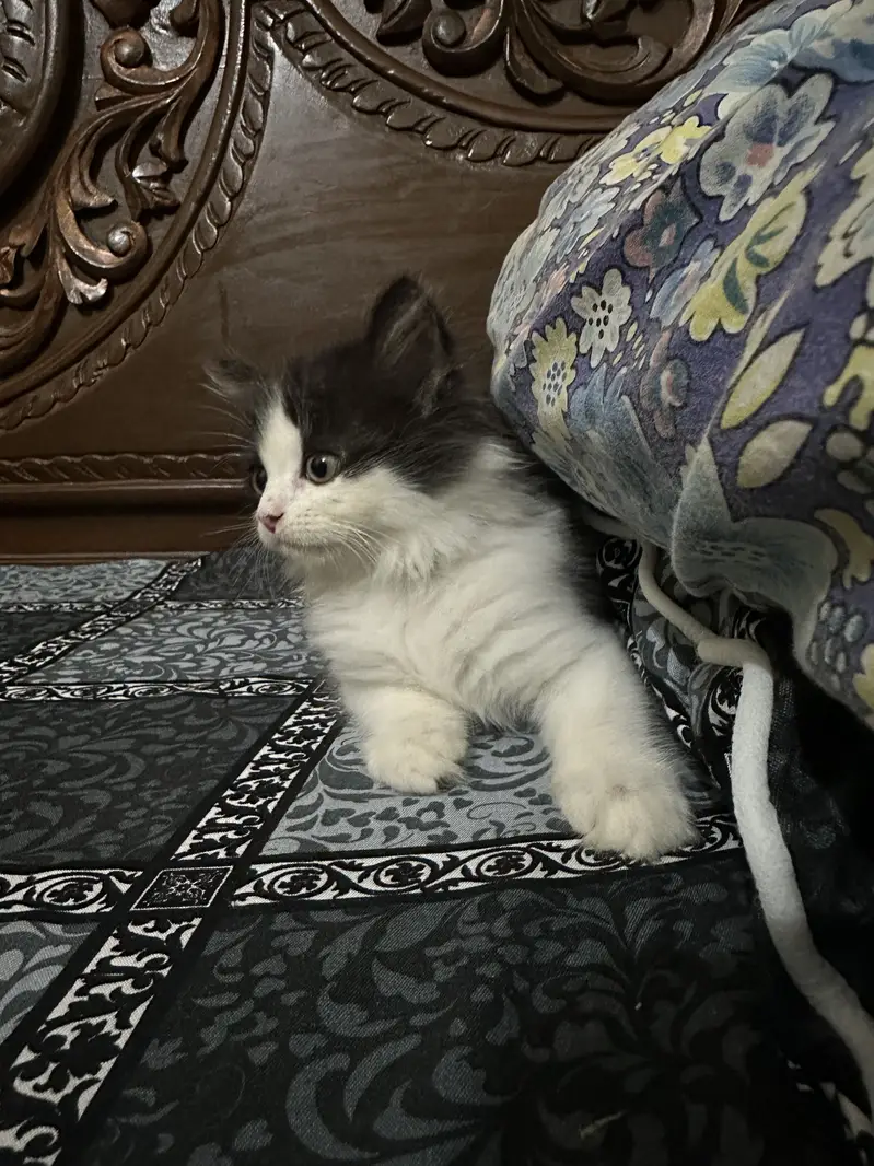 Persian Calico triple coat Cat Pair For sale — photo 8