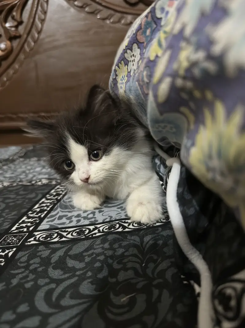 Persian Calico triple coat Cat Pair For sale — photo 9