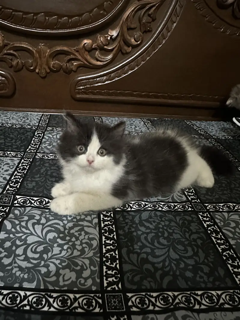 Persian Calico triple coat Cat Pair For sale — photo 10