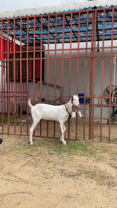 Gulabi bakri x kamori gabban