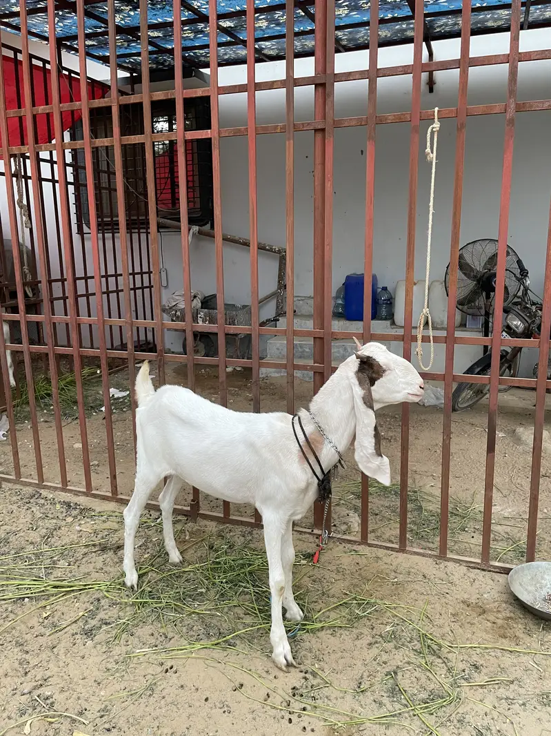 Gulabi bakri x kamori gabban — photo 2