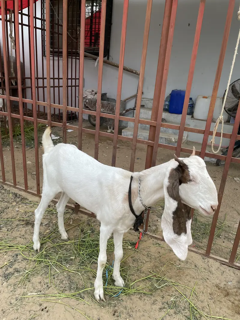 Gulabi bakri x kamori gabban — photo 3