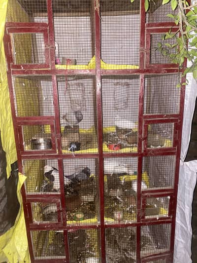 Birds cage