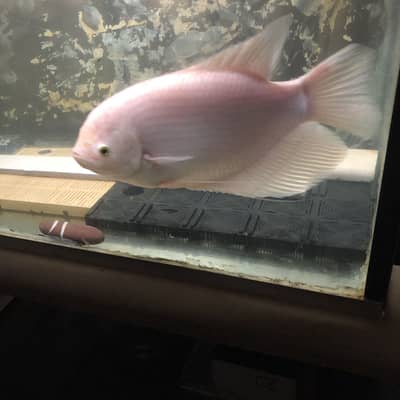 Giant gourami