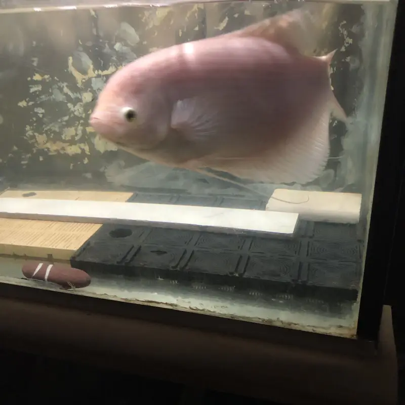 Giant gourami — photo 2