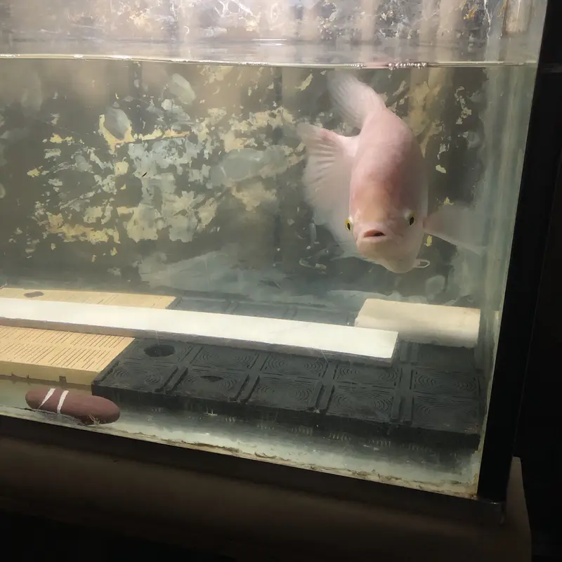 Giant gourami — photo 3