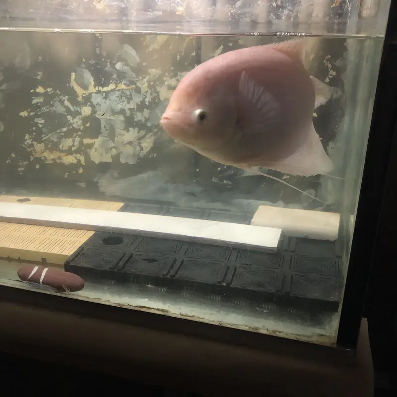 Giant gourami — photo 4