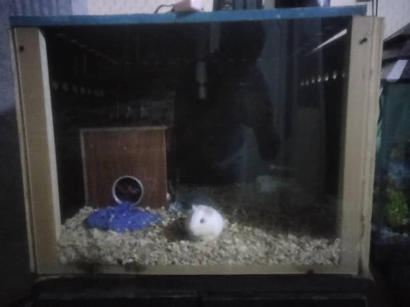 guinea pigs 0