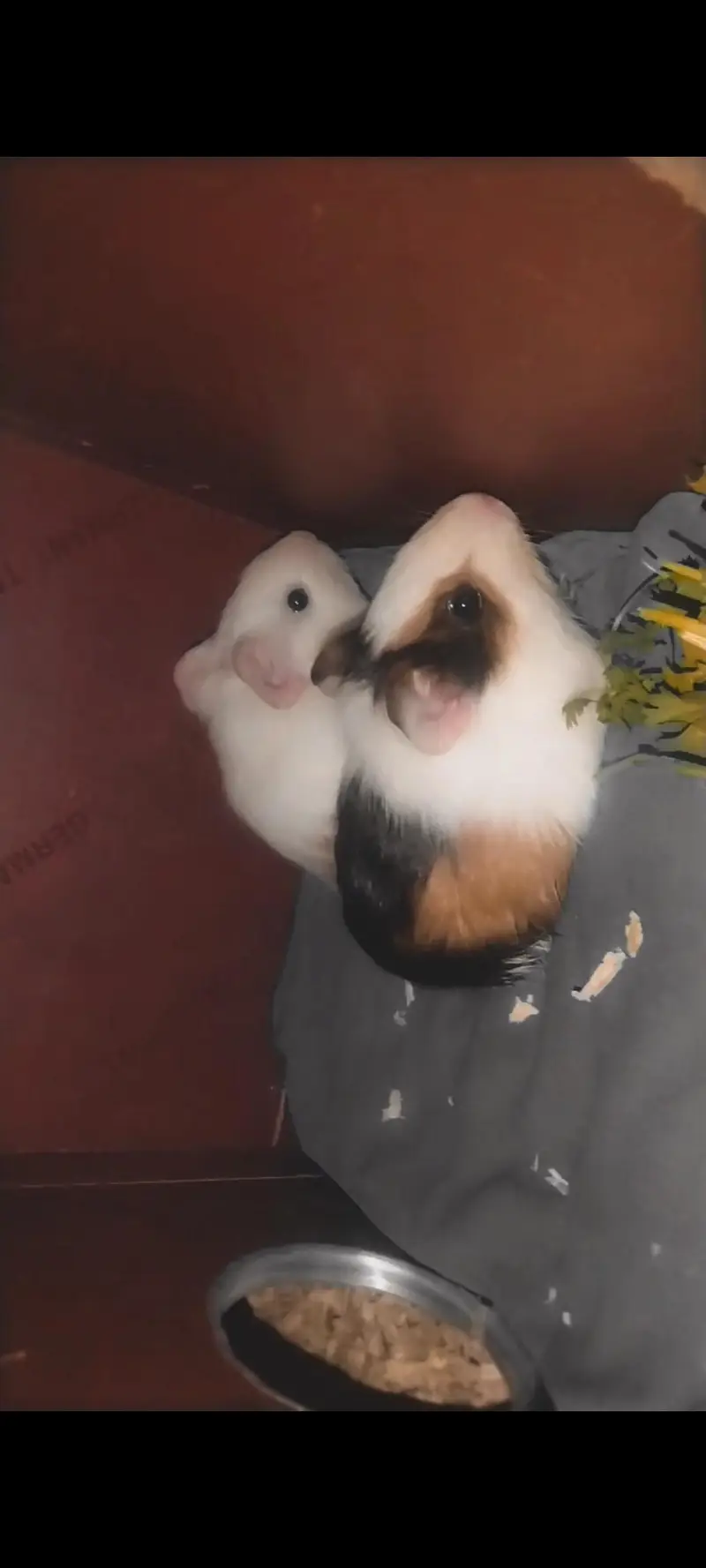 guinea pigs — photo 4