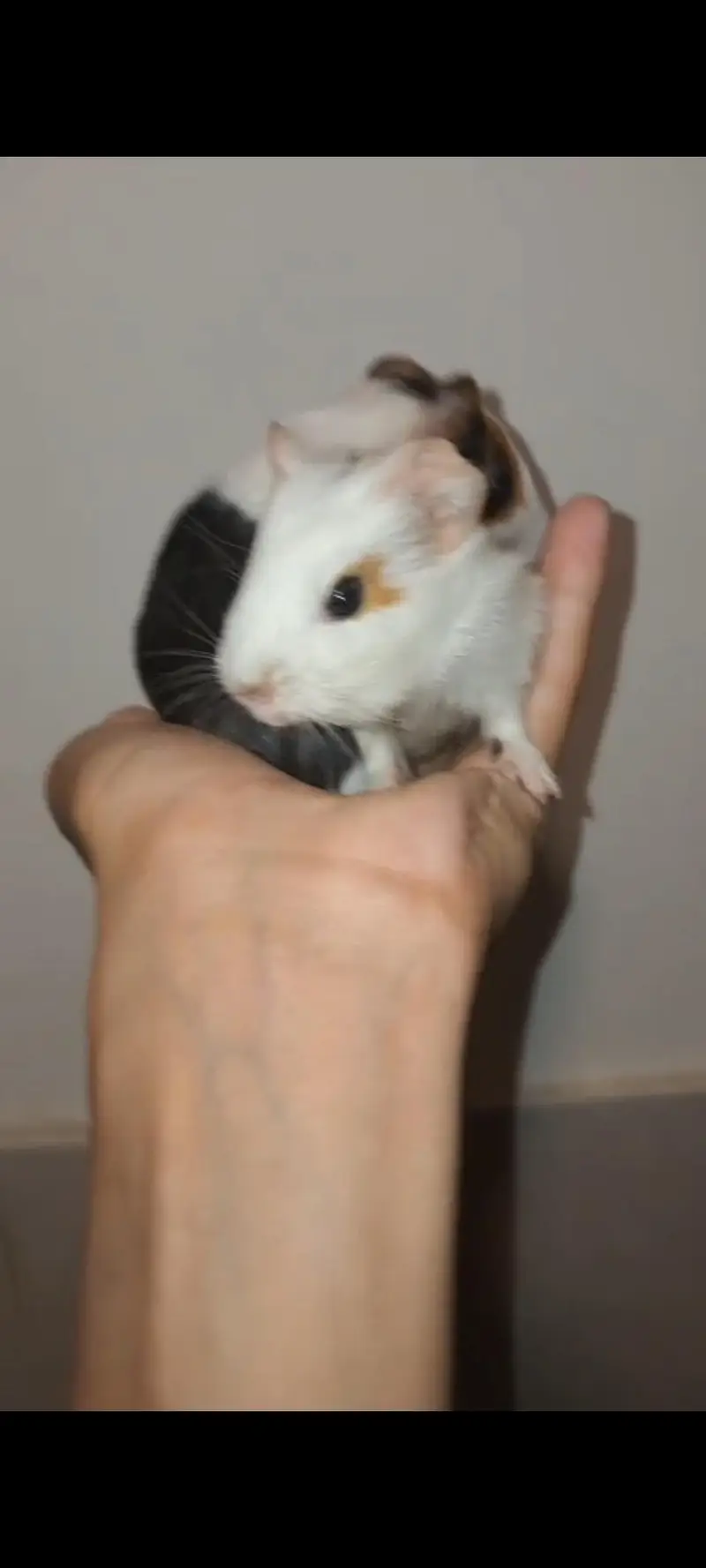 guinea pigs — photo 5