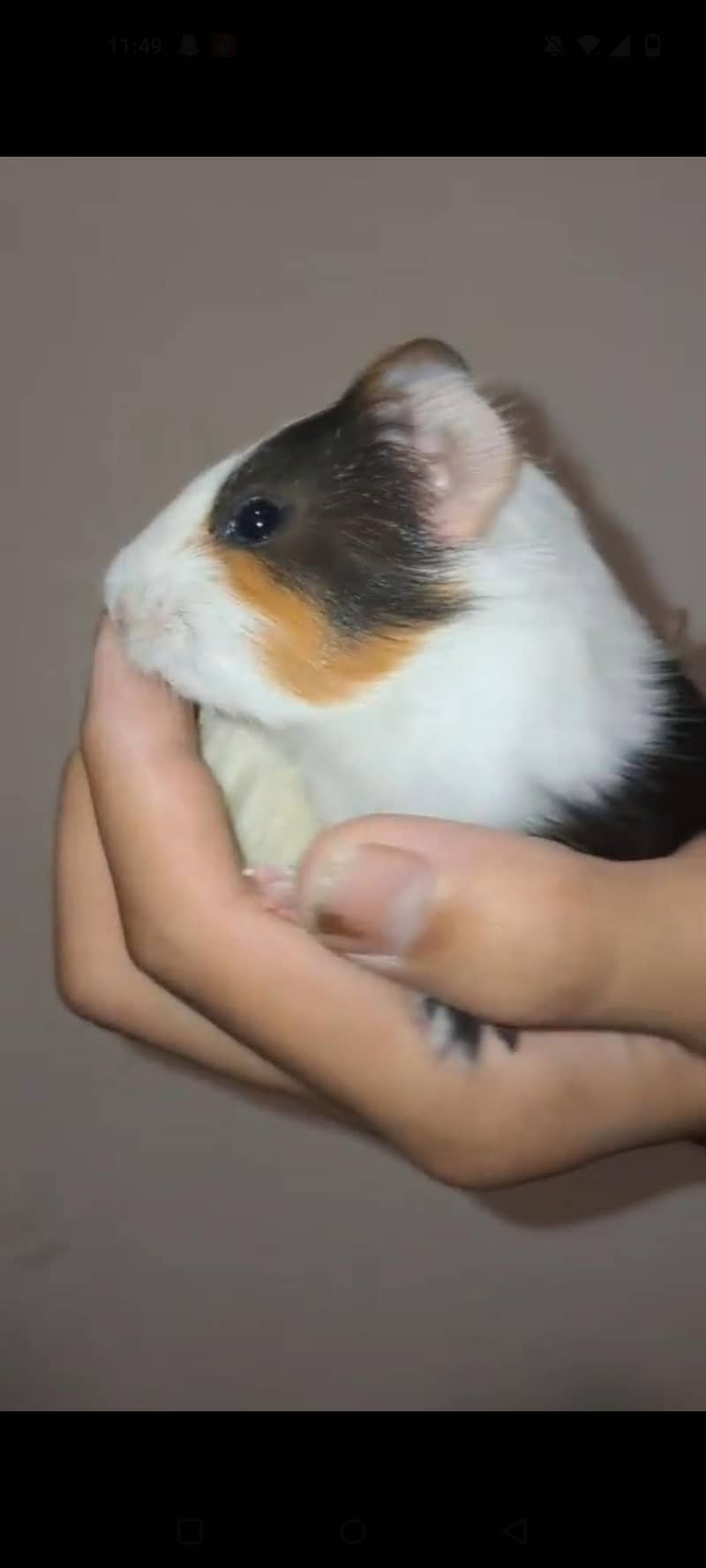 guinea pigs 5