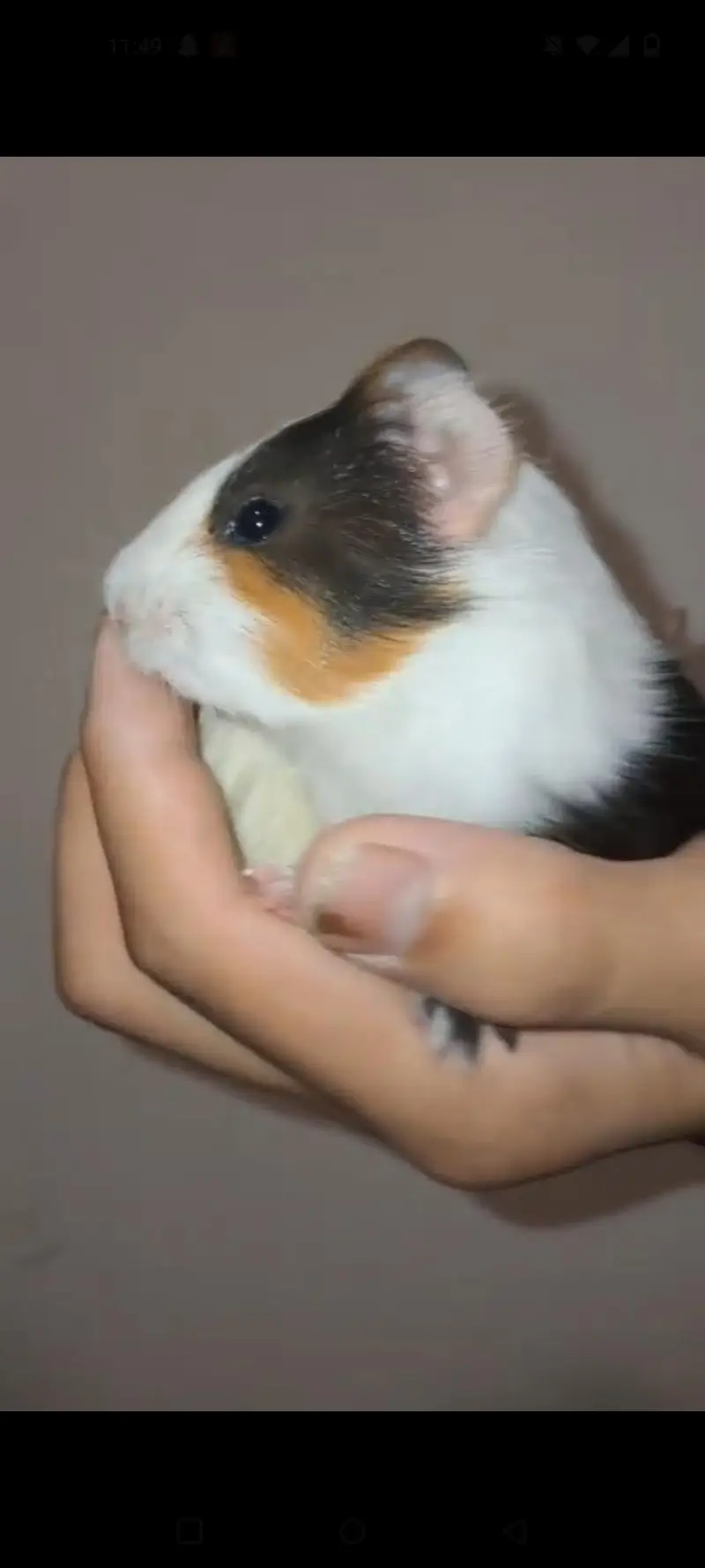 guinea pigs — photo 6