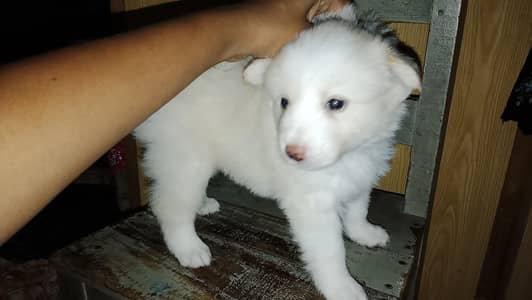 Puppies on sale