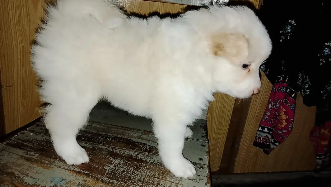 Puppies on sale — photo 2