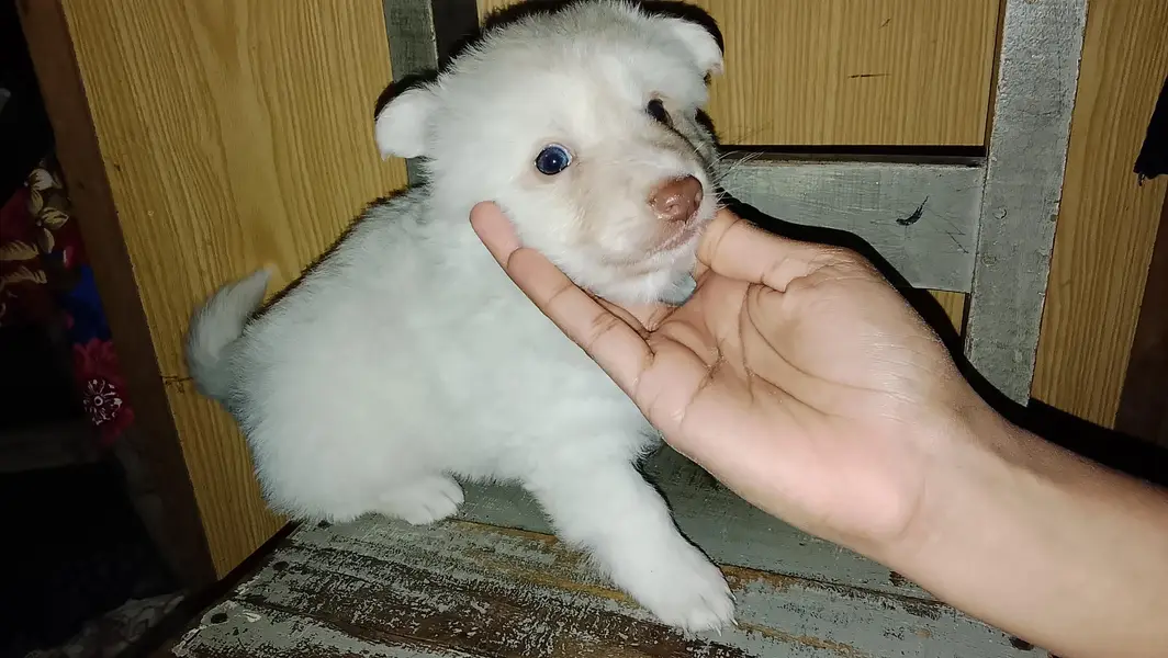 Puppies on sale — photo 3
