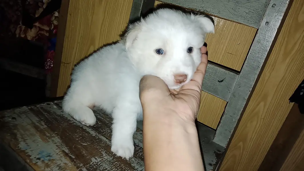 Puppies on sale — photo 4