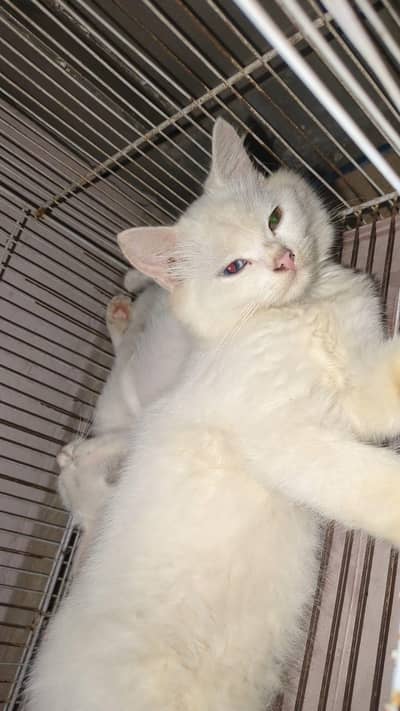 Persian cat