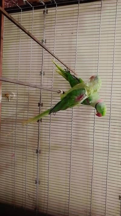 alexandrine pair with cage big size breader cage all accessories ok
