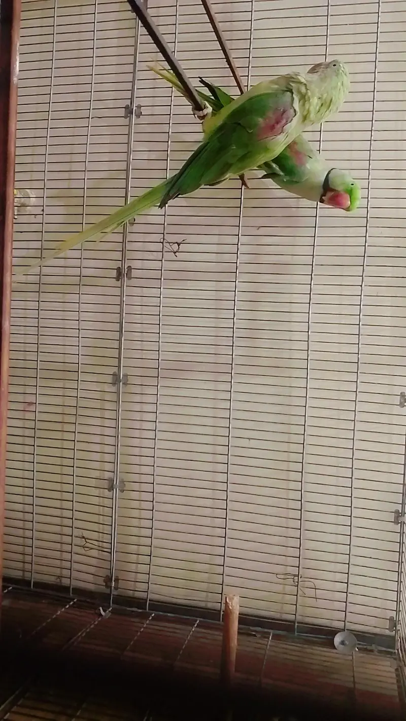 alexandrine pair with cage big size breader cage all accessories ok — photo 2