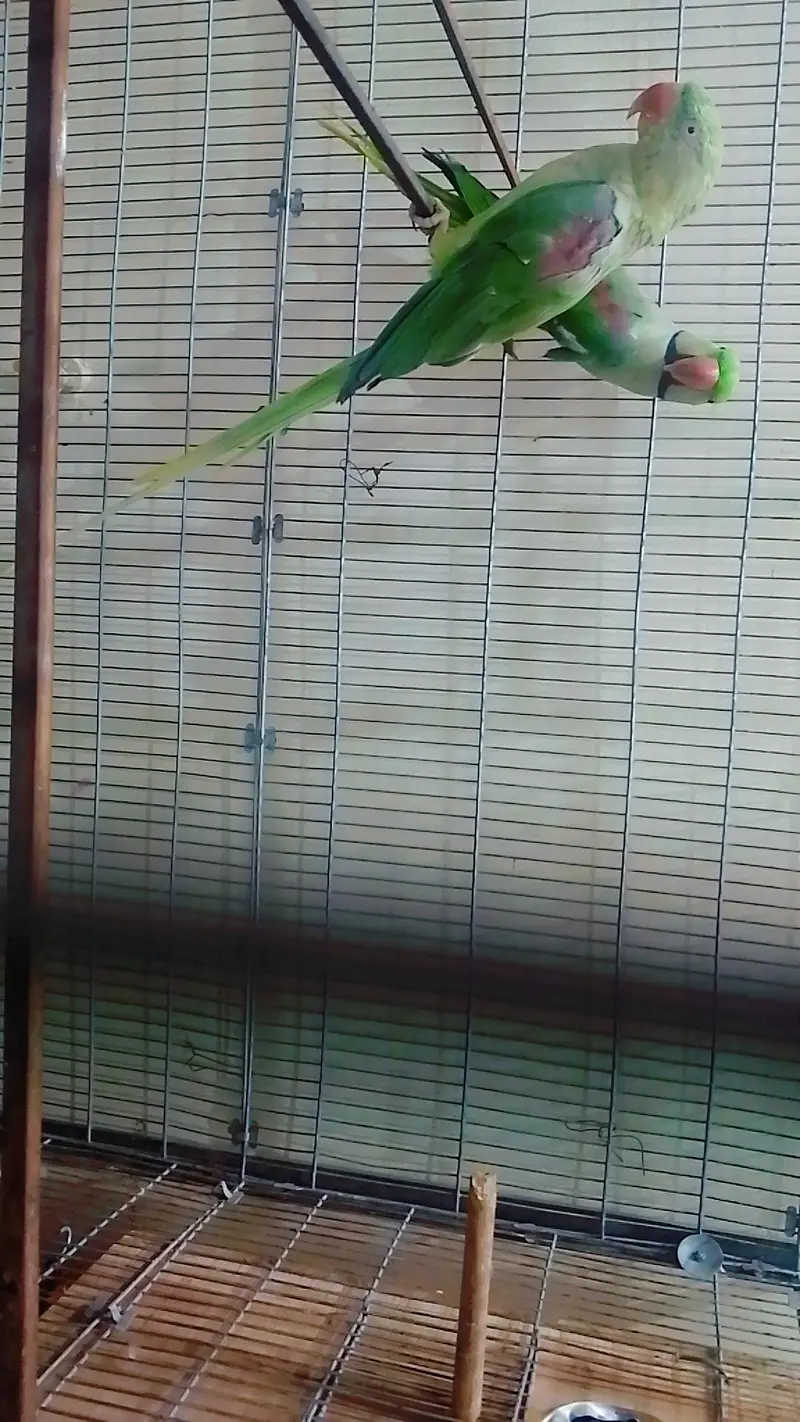 alexandrine pair with cage big size breader cage all accessories ok — photo 3