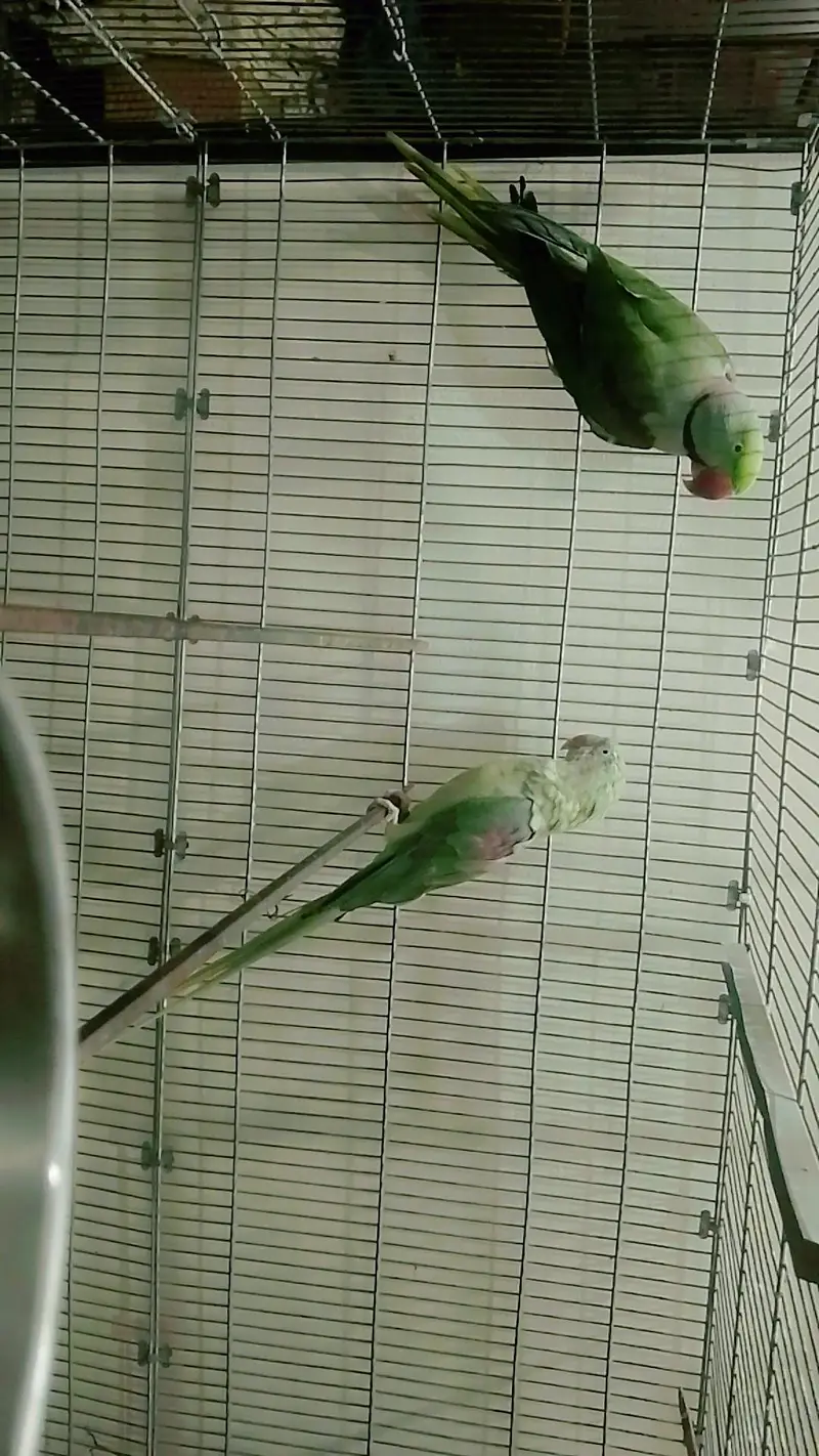 alexandrine pair with cage big size breader cage all accessories ok — photo 4