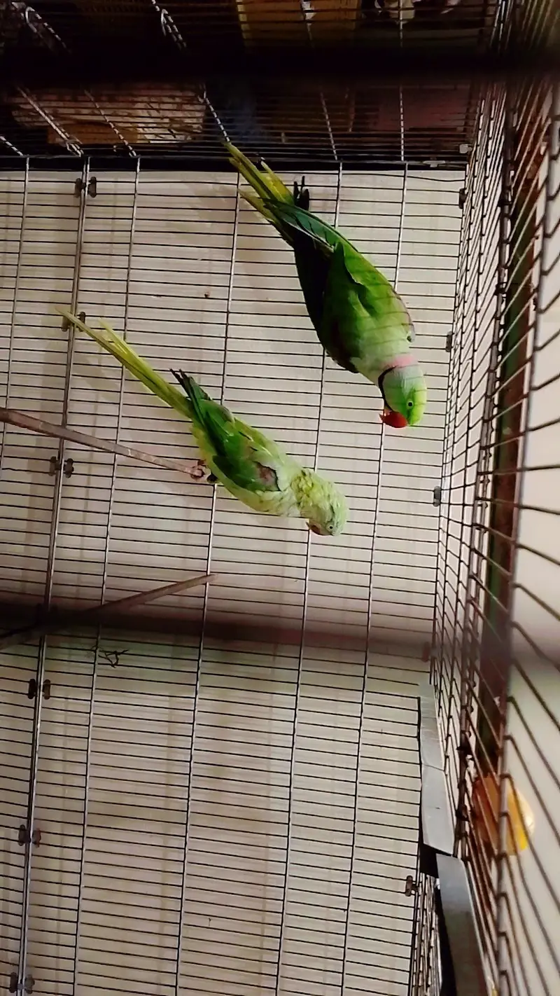 alexandrine pair with cage big size breader cage all accessories ok — photo 5