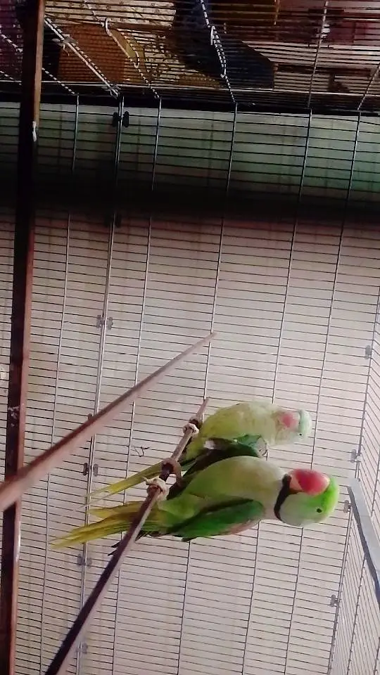alexandrine pair with cage big size breader cage all accessories ok — photo 6