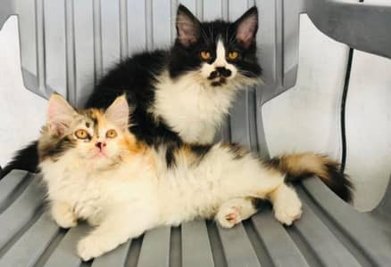 Persian cats 