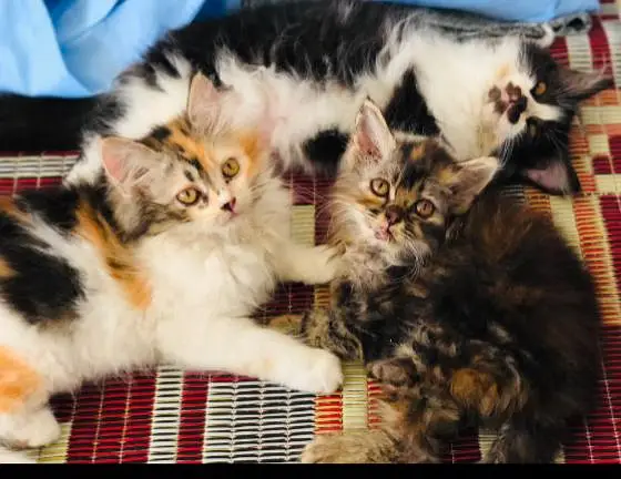 Persian cats  — photo 2