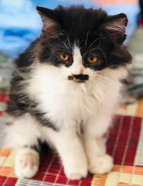 Persian cats  — photo 3